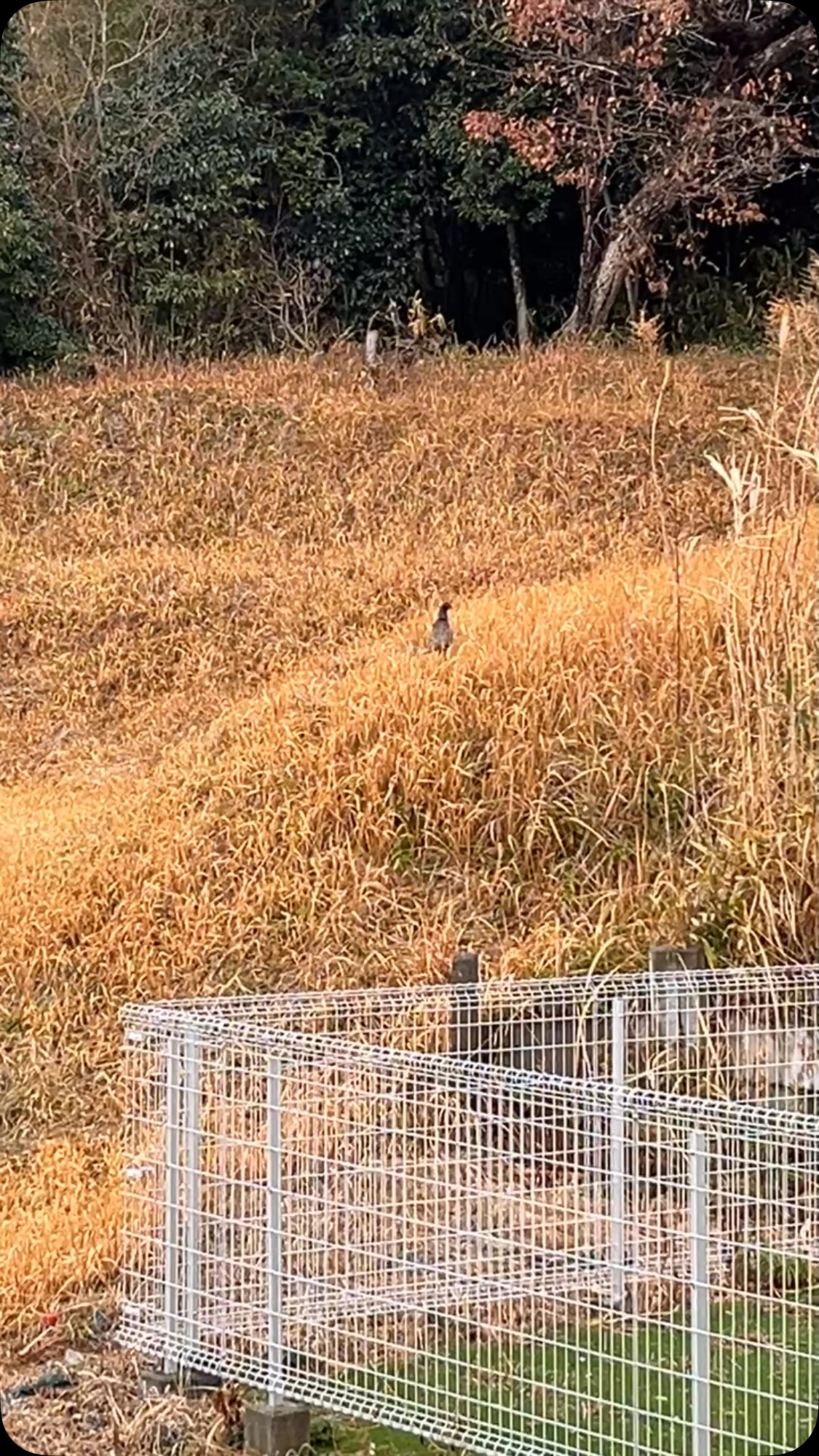 おはようございます 最近は早起き(4時台起床)が習慣になりつ